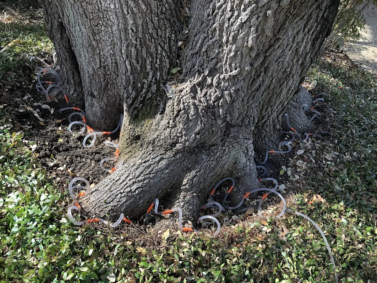 Detailed Tree Cabling and Bracing job site in Chickasaw