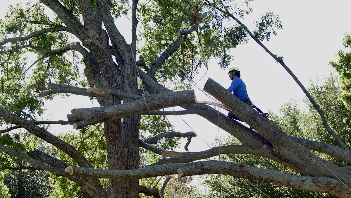 Professional Crown Thinning performed by certified arborists in Chickasaw