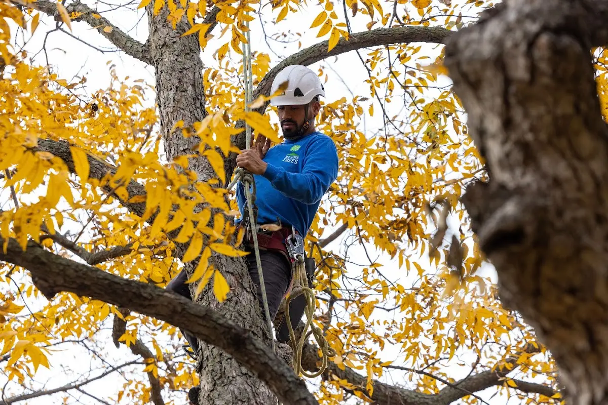 Skilled Tree Planting crew working in Chickasaw